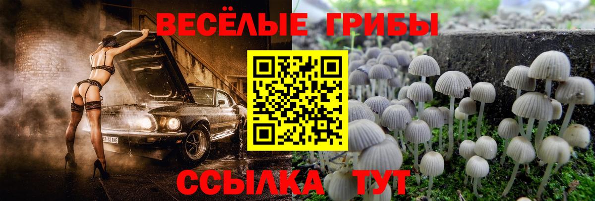 Ессентуки  Псилоцибиновые грибы мицелий  Вход с VPN 